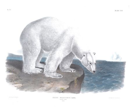 A J.W Audubon 19th Century polar bear print,   framed and glazed, internal dimensions 53cm x 71cm, believed to be from the Ro