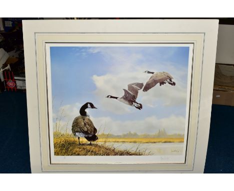 SPENCER HODGE (BRITISH 1943) 'CANADA GEESE' a limited edition print 386/950, signed to lower margin with publishers blindstam