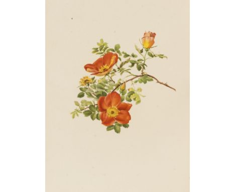 Botany.- Willmott (Ellen) The Genus Rosa, 25 parts in 2 vol., first edition, 132 chromolithograph plates by Alfred Parsons, m