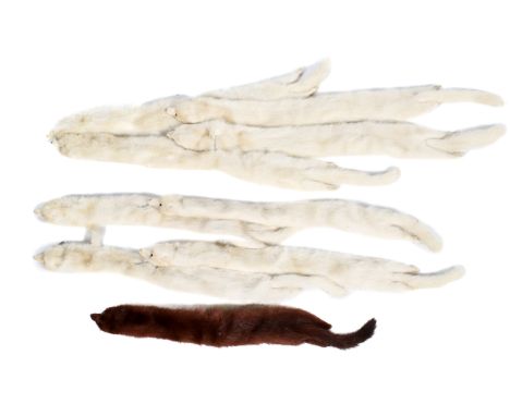 A collection of vintage mink scarves. Comprising several white examples and one brown example, the majority having limbs and 