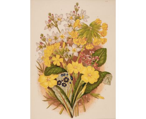 * Botany. A collection of approximately 160 prints, 19th &amp; early 20th-century, lithographs, engravings and prints, includ