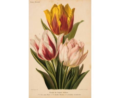 * Prints &amp; Engravings. A Collection of 47 Prints, 18th &amp; 19th-century, including 10 botanical engravings and lithogra