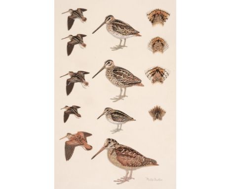 * Burton (Richard J. K.). Six Studies of Birds, late 20th century, six gouache and watercolour studies of wading birds includ