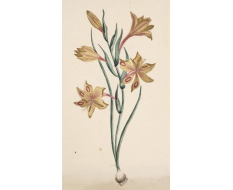 * Botanical watercolours. A group of 20 original botanical watercolours, circa 1820-25, studies on wove paper (watermarked J.