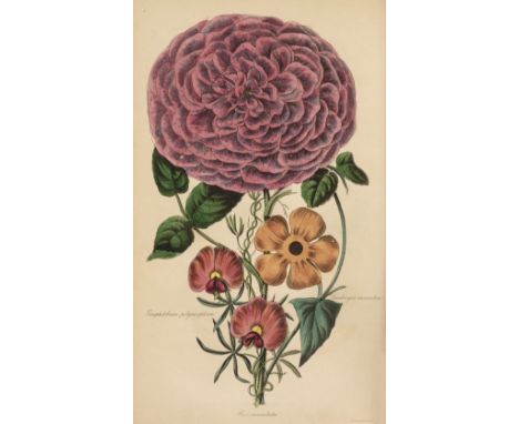 Harrison (Joseph). The Floricultural Cabinet and Florist's Magazine, 7 volumes (volumes III-IX only), London: Whittaker and C