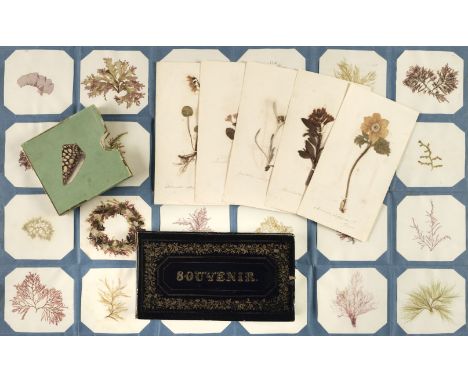 Seaweed. A mid-19th-century collection of seaweed specimens, twenty three samples of various seaweed laid onto paper, each pa