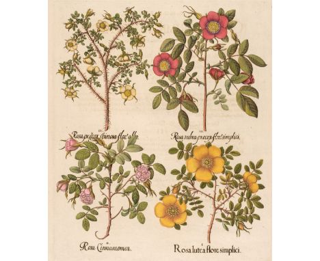 * Besler (Basilius). Rosa lute a flore simplici, Nuremberg: [1613 - 1713], hand-coloured engraving, slight text showthrough, 