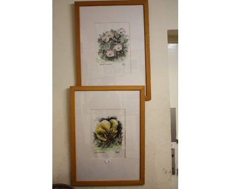 A PAIR OF PINE FRAMED FLORAL STUDIES ENTITLED 'EVENING PRIMROSE' AND 'HEDGE BINDWEED' BY STEVE VICARY TOGETHER WITH A FRAMED 