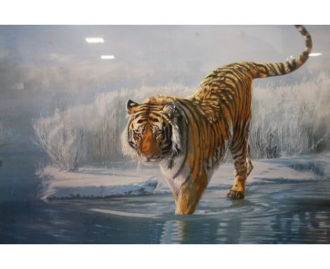 A LARGE FRAMED AND GLAZED PRINT OF A SIBERIAN TIGER