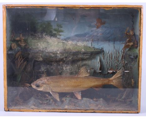 Taxidermy: a preserved chub, in case, 17" wide