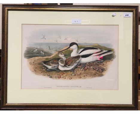 AFTER JOHN GOULD AND H.C. RICHTER "Recurvirostra avocetta" colour lithograph by Walter &amp; Cohn, image size 51 cm x 34 cm t