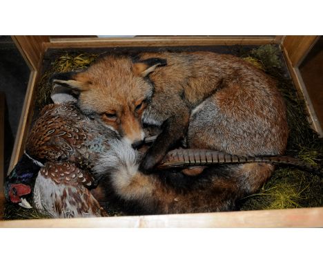 Taxidermy study of a fox with pheasant in naturalistic setting in a light oak and glazed case