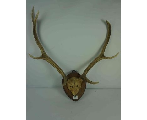 Set of Seven Point Antlers, Attached to a Skull, Approximately 56cm high, Raised on an oak wall mounting plinth