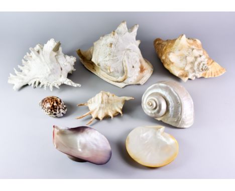 A Giant Conch Shell and Seven Other Sea Shells, the conch shell, 10ins wide x 7.5ins high