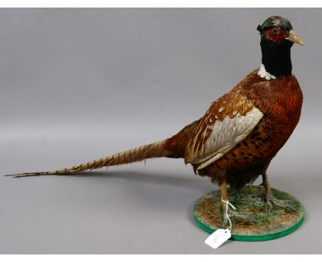 A taxidermy study of a cock pheasant by Woodland Life taxidermy R. Rawson.