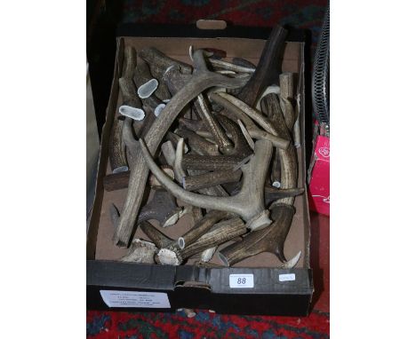 A box of stick makers antler off cuts.