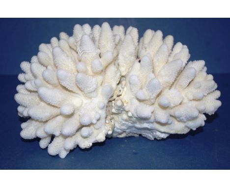 Finger Coral specimen width 23cm approx