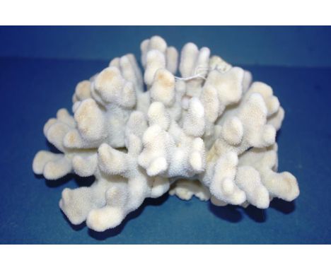 Cauliflower coral specimen width 22cm approx