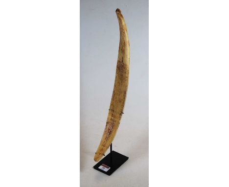 A carved bone decorated with scrolls and lizards, probably Aboriginal, mounted on a display stand, height 49cm including stan