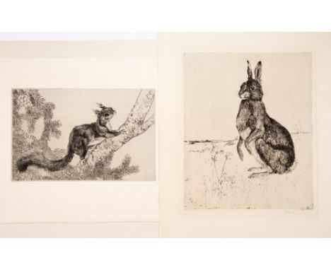 Margaret M. Rudge (1885-1972) "Hare" signed in pencil (in the margin) etching (x2), 21 x 17.5cm ; and two further - "Squirrel