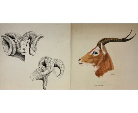 Peter Sturgess (1932-2015) Uganda Kob, signed, watercolour, 35cm x 46cm;  others Red Fronted Gazelle Drinking, sketch 23cm x 