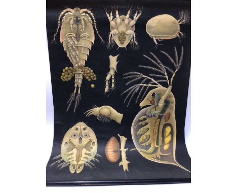 Vintage Microbiologists poster, linen-backed, 83cm wide