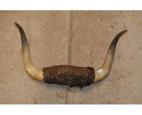 A large pair of vintage cow horns 
