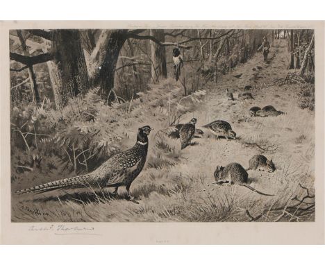 Archibald Thorburn (1860-1935) - Pheasants; Partridge, a set of three, Goupiltints, published by The Fine Art Society or Goup