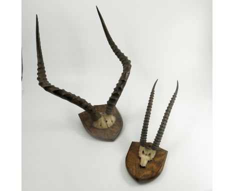 Two mounted deer antlers, by The Army and Navy Stores, Naturalist Department, London