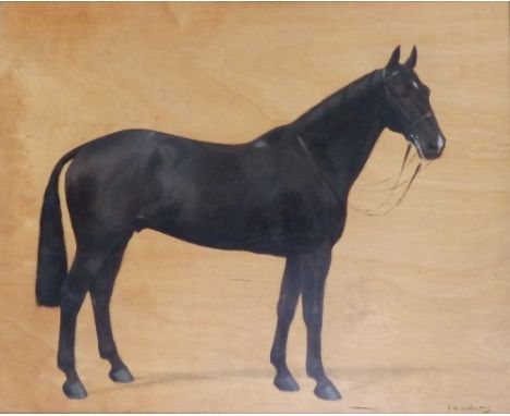 * Frances Mabel Hollams (1877-1963) – oil on panel -  Portrait of the racehorse 'Uncle Remus', signed & indistinctly inscribe