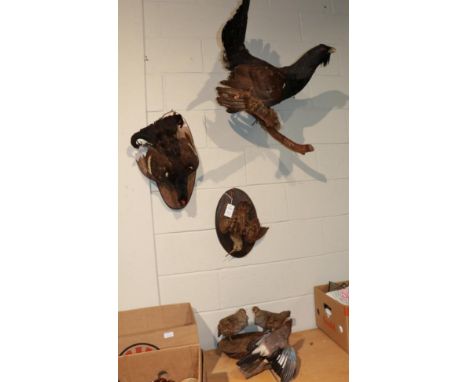 Taxidermy: A Collection of European Game Birds, including a Capercaillie cock bird with tail fanned in calling pose, wall mou