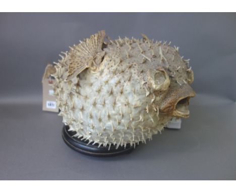 Taxidermy; a 'pufferfish' table lamp, early 20th century, on a circular wooden base, 25cm high.