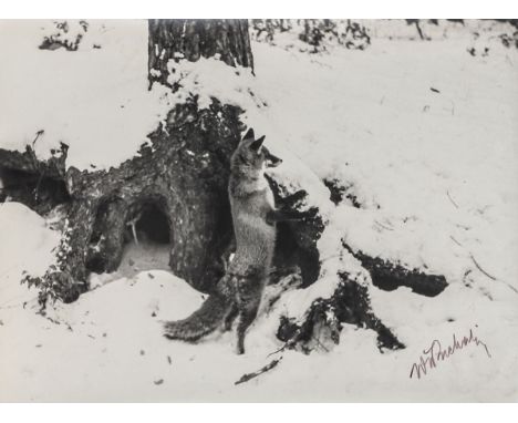 Wlodzimierz Puchalski1909 Mosty Wielkie - 1979 Wyspa Króla Jerzego - Fuchs an seinem Bau im Winter - Silbergelatineabzug, mat