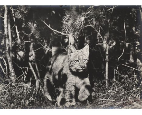 Wlodzimierz Puchalski1909 Mosty Wielkie - 1979 Wyspa Króla Jerzego - Luchs im Dickicht - Silbergelatineabzug, matt. 29,7 x 39
