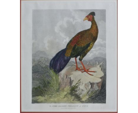 after William Alexander (British, 1767-1816) 'The Fire-Backed Pheasant of Java', hand coloured copper engraving by William Sk
