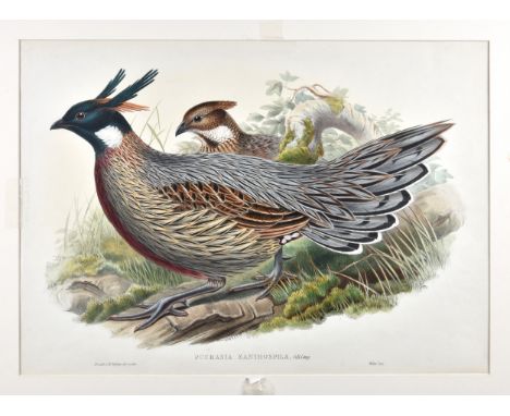 John Gould (British, 1804-1881) and H. C. Richter hand-coloured ornithological lithograph, 'Pucrasia Xanthospila' (Koklass Ph