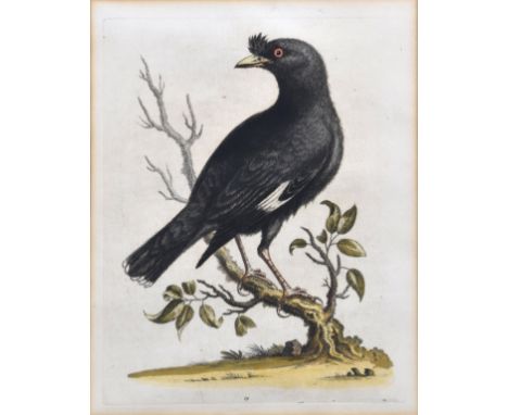 After George Edwards (British, 1694-1773) six ornithological engravings with hand colouring from a 'Natural History Uncommon 