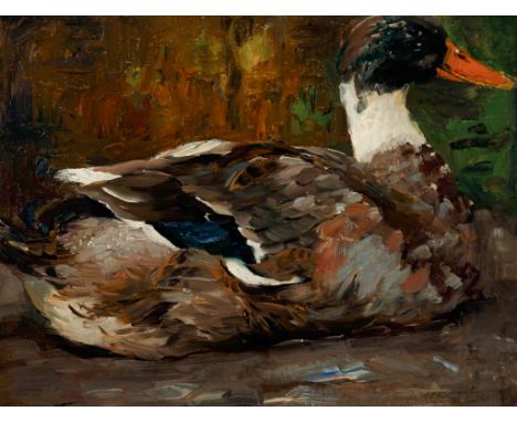 Alexander Koester. 1864 Bergneustadt - 1932 München. Sign. Prächtiges lebensgroßes Portrait eines Erpels. Öl/Lwd. 36,5 x 48 c