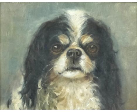 Early 20th Century English School - Oil painting - portrait of Cavalier King Charles spaniel, artists board 6ins x 7.75ins, i