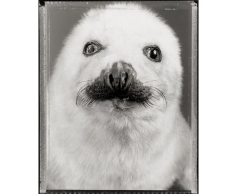   Rheims, Bettina: Untitled (Baby seal)  Untitled (Baby seal). 1982/printed later. Gelatin silver print on Agfa paper. 24 x 1