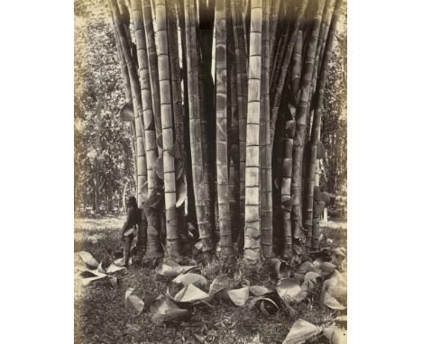   Ceylon: Rubber trees, palms, landscapes, plantations and villages  Photographer: Scowen, Platé and unknown. Rubber trees, p
