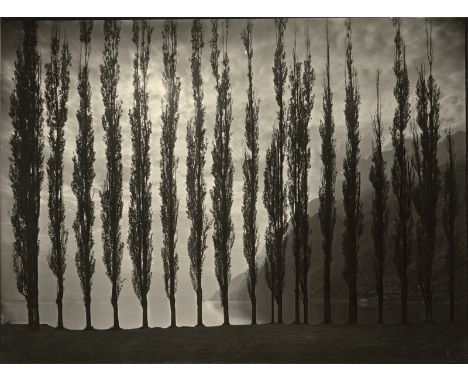   Steiner, Albert: Poplar trees with evening sky  Poplar trees with evening sky. 1920s. Vintage contact gelatin silver print 