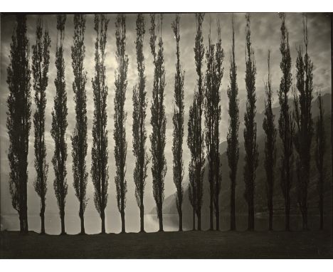   Steiner, Albert: Poplar trees with evening sky  Poplar trees with evening sky. 1920s. Vintage contact gelatin silver print 