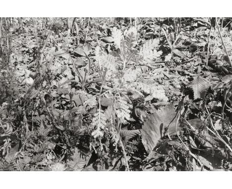   Gossage, John: From the series "Gardens"  From the series "Gardens". 1973-77. 2 vintage gelatin silver prints on Agfa paper
