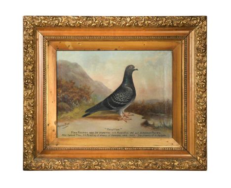 § Andrew Beer (1862-1954) Portrait of the racing pigeon Thoughtless signed 'Andrew Beer' (lower left); and inscribed 'Flew Re