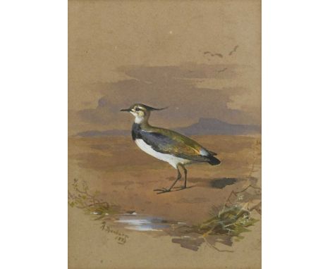 Archibald Thorburn (1860-1935) Study of a lapwingsigned and dated 'A. Thorburn/ 1884' (lower left)watercolour and bodycolour 