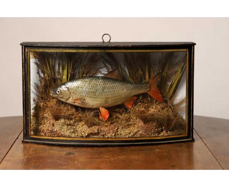 Taxidermy Cast: a common roach,   Rutilus rutilus, in a bow-front case with a gilt border, in a naturalistic setting, with a 