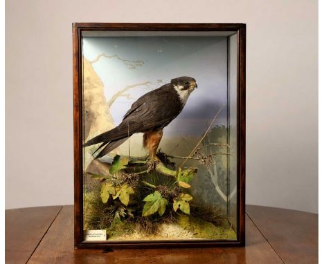Taxidermy: a Eurasian hobby,  Falco subbuteo, by Peter Spicer of Leamington Spa, perched on a branch, in a naturalistic setti