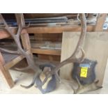 Lot - Antlers