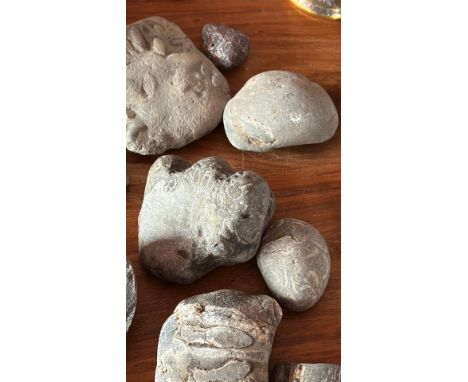Group of Fossil Impression Stones and Pebble Specimens